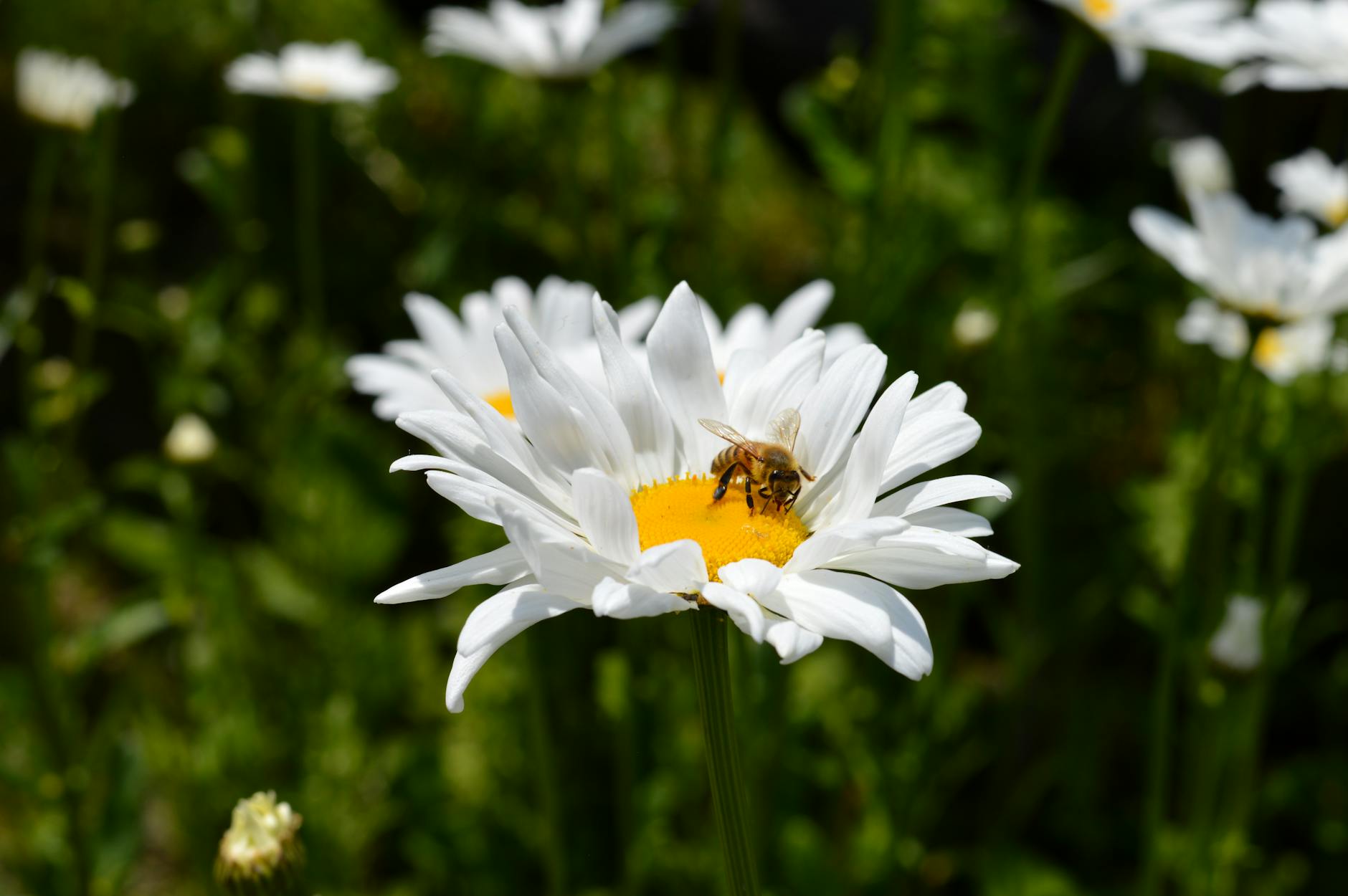 bienenfreundliche pflanzen — Einjährige Blumen für Bienen