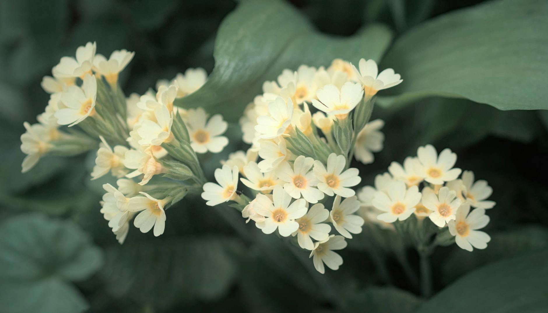 Blumenwiese anlegen: Saatgut & Pflege
