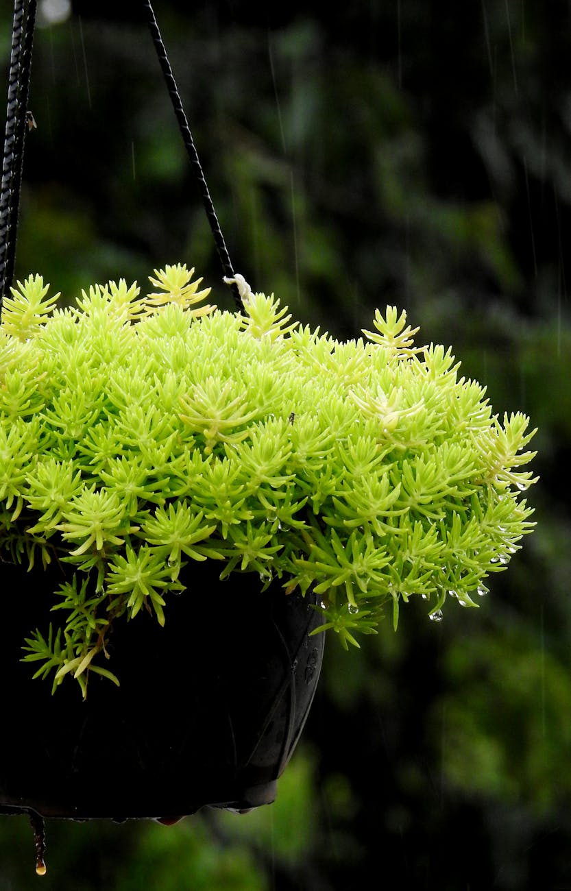 sedum — Kosten & Förderungen in Österreich