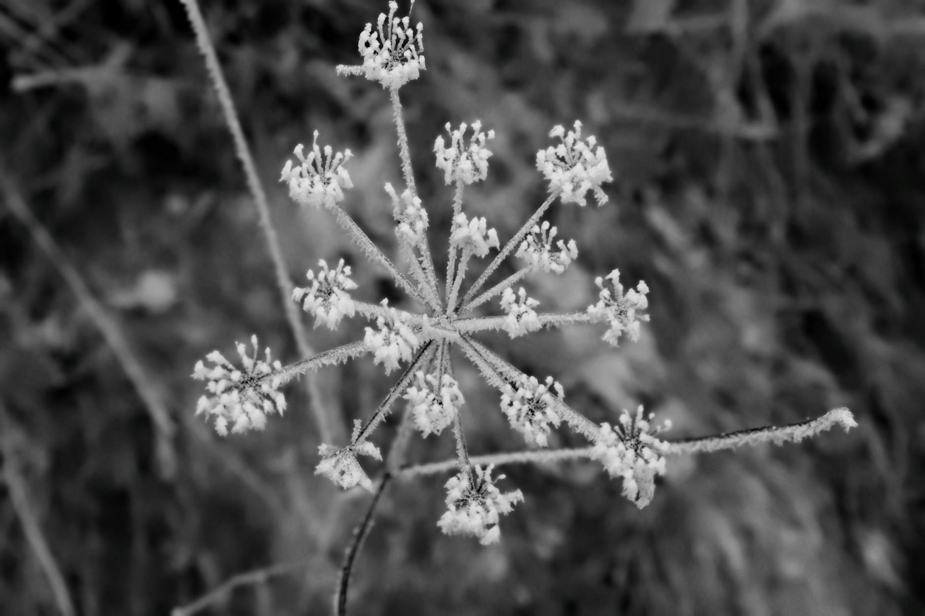 gartendesign — Naturgarten: Biodiversitaet als Gestaltungsprinzip