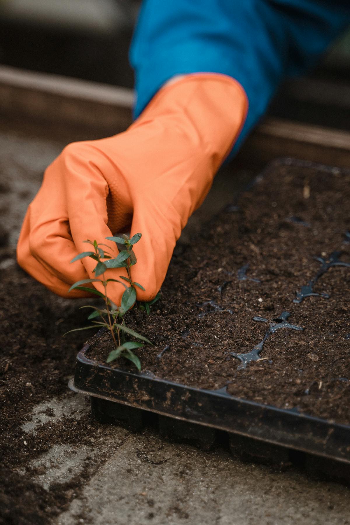 Gartenplanung — Pflanzen setzen nach professionellem Plan