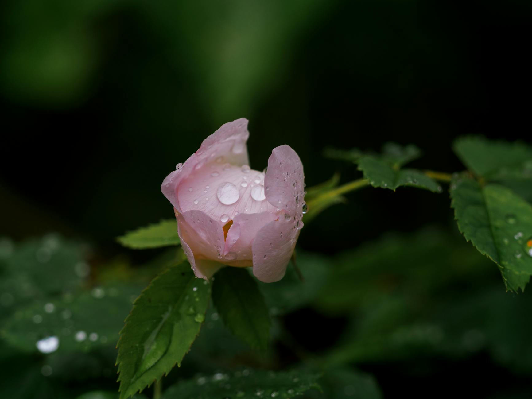 Giftige Pflanzen im Garten: Die gefährlichsten Arten