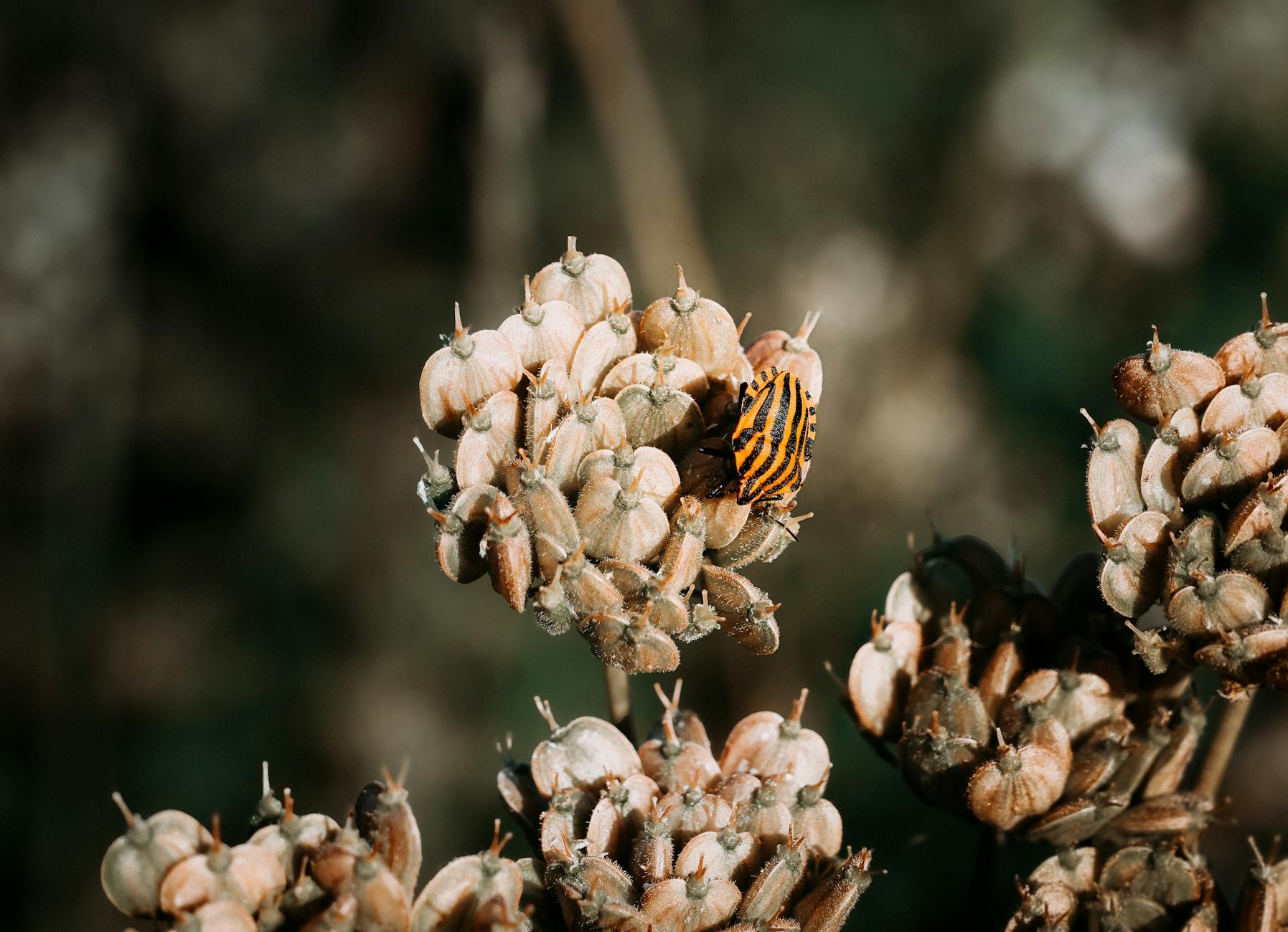 insektenhotel — Pflege & Wartung