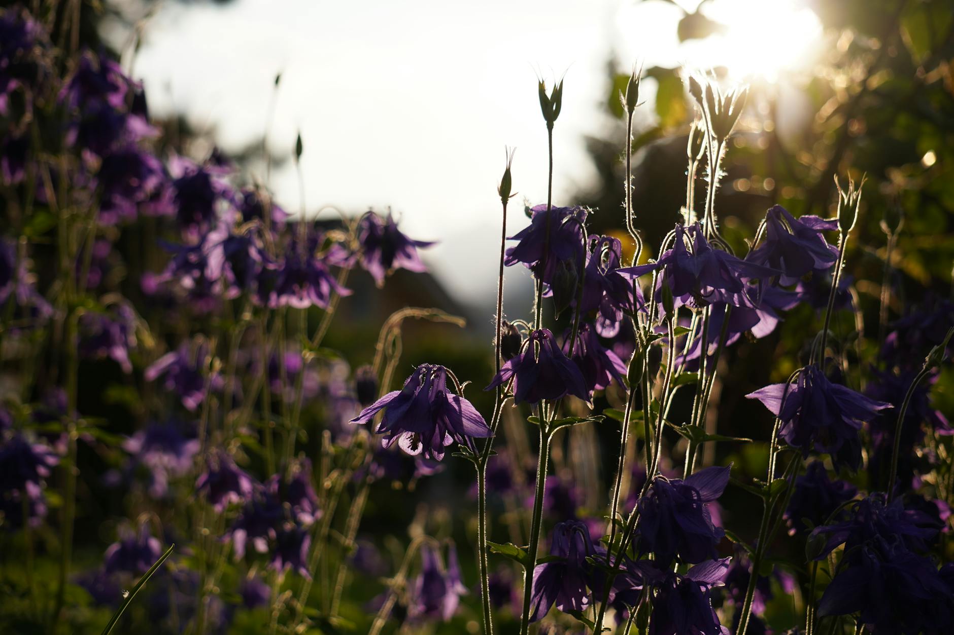Lavendel im Garten: Pflege, Schnitt & Kombinationen