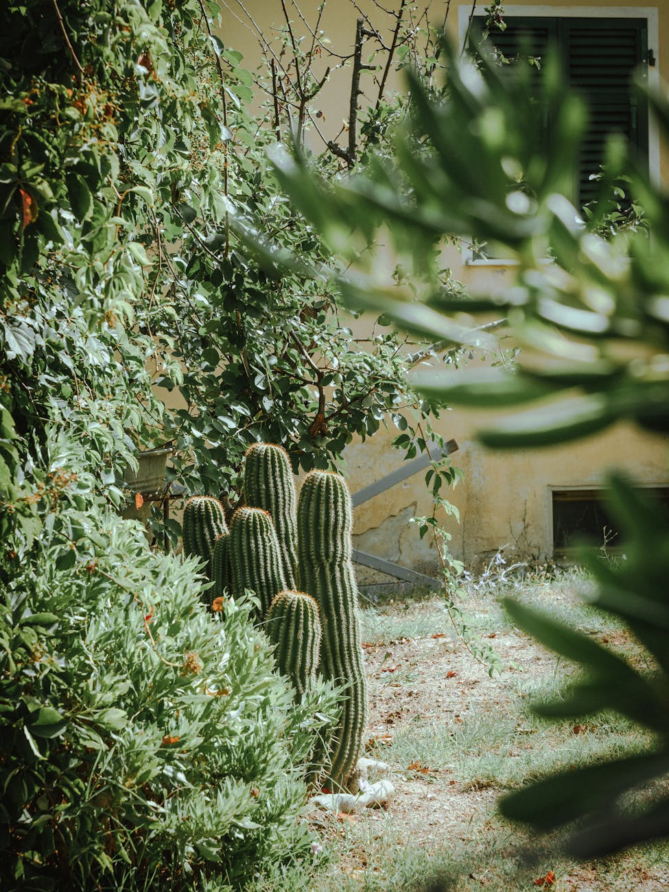 mediterraner garten — Mediterrane Pflanzen im Kübel