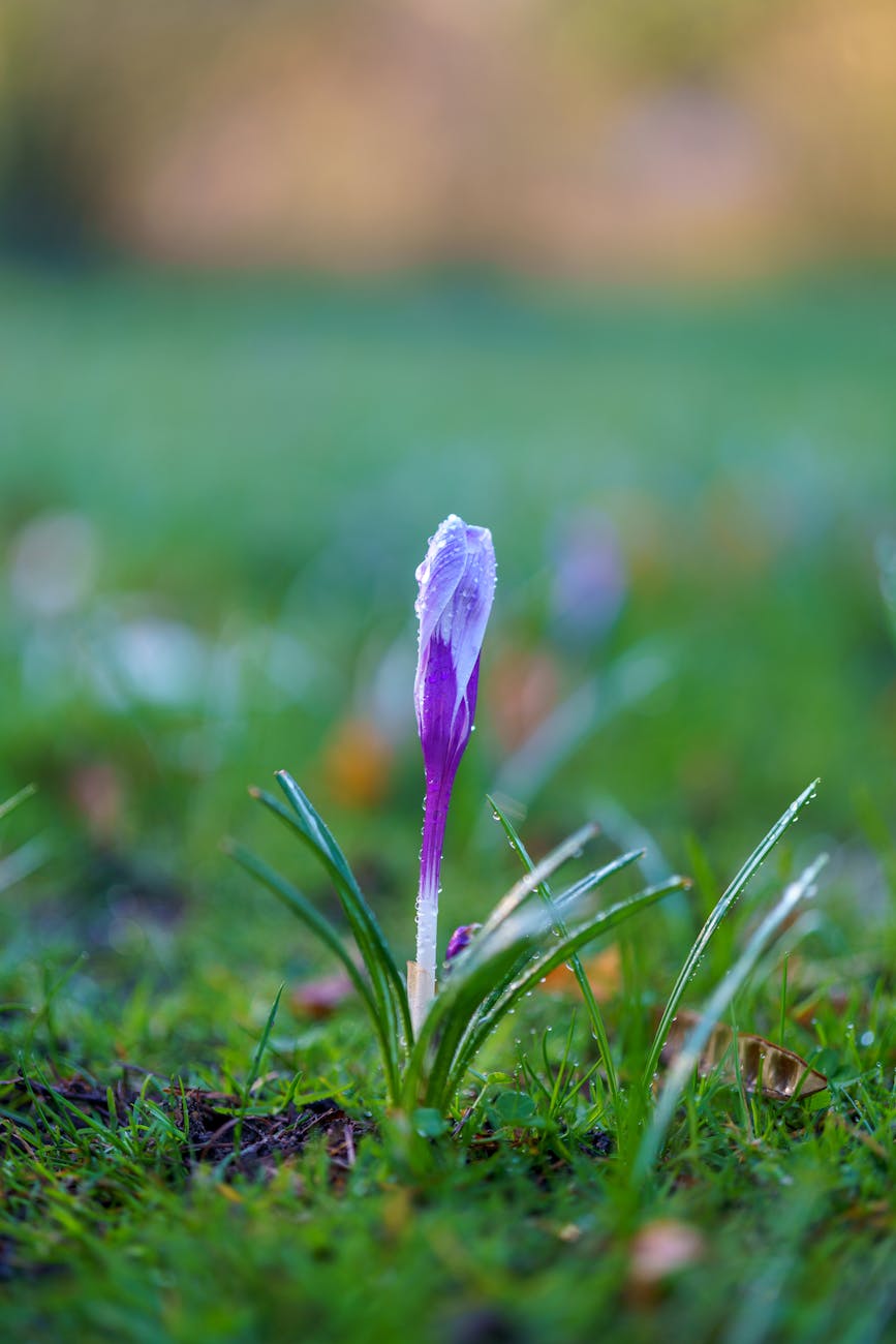 Schmetterlinge im Garten: Pflanzen & Artenschutz