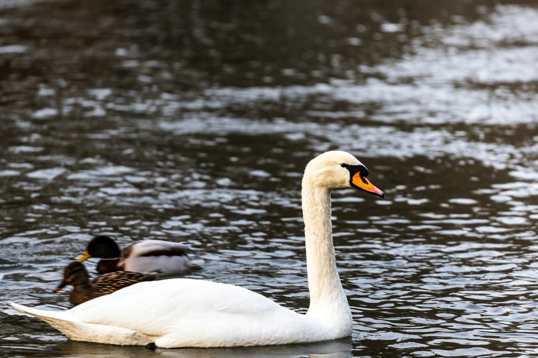 schwimmteich anlegen — Planung: Größe und Zonierung
