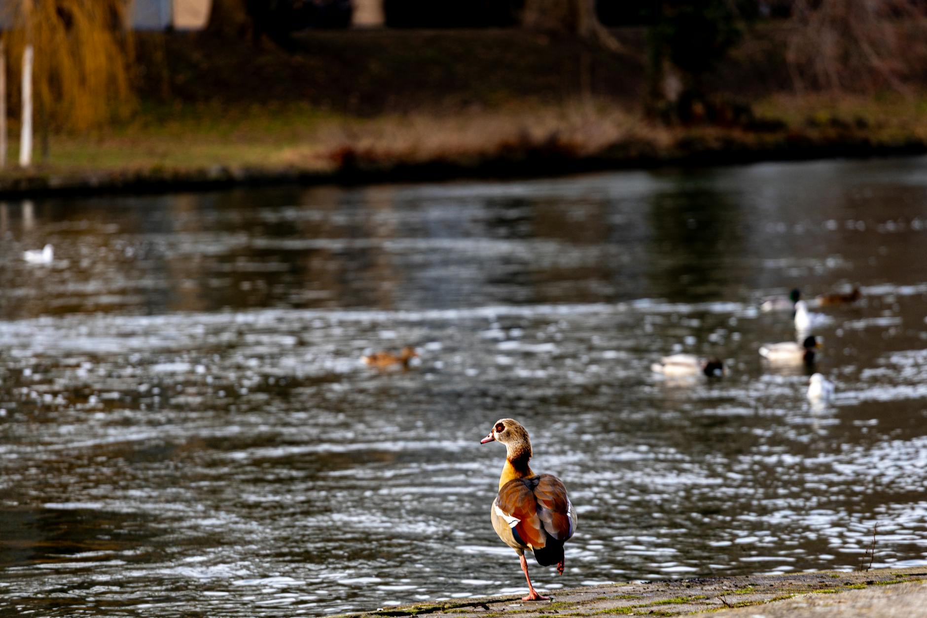 schwimmteich anlegen — Die richtige Bepflanzung