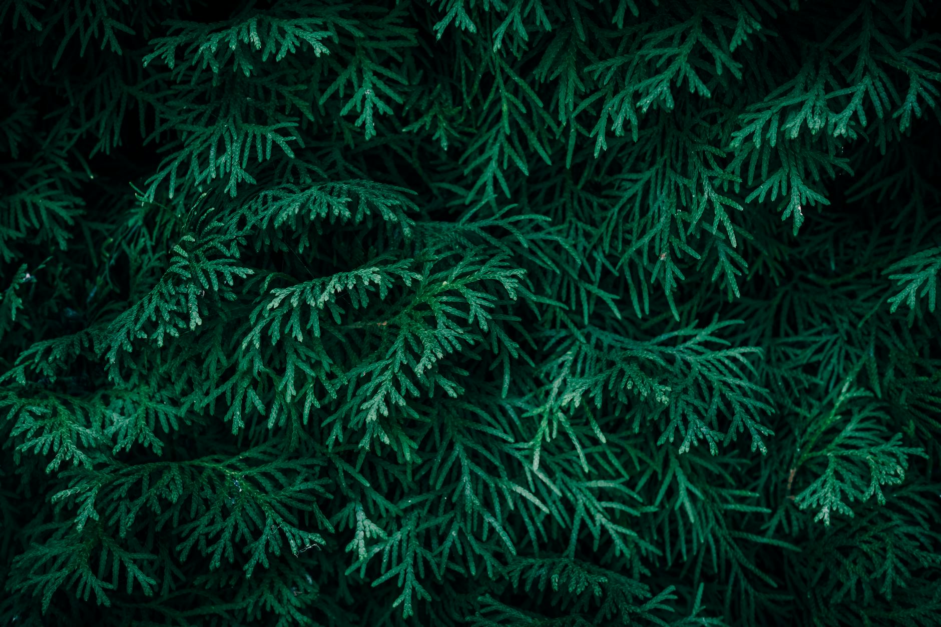 Thuja giftig: Risiken im Familiengarten