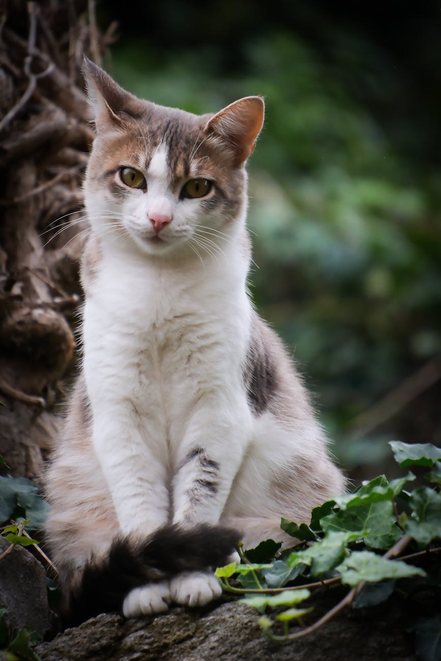 Ungiftige Pflanzen für Katzen: Sichere Alternativen
