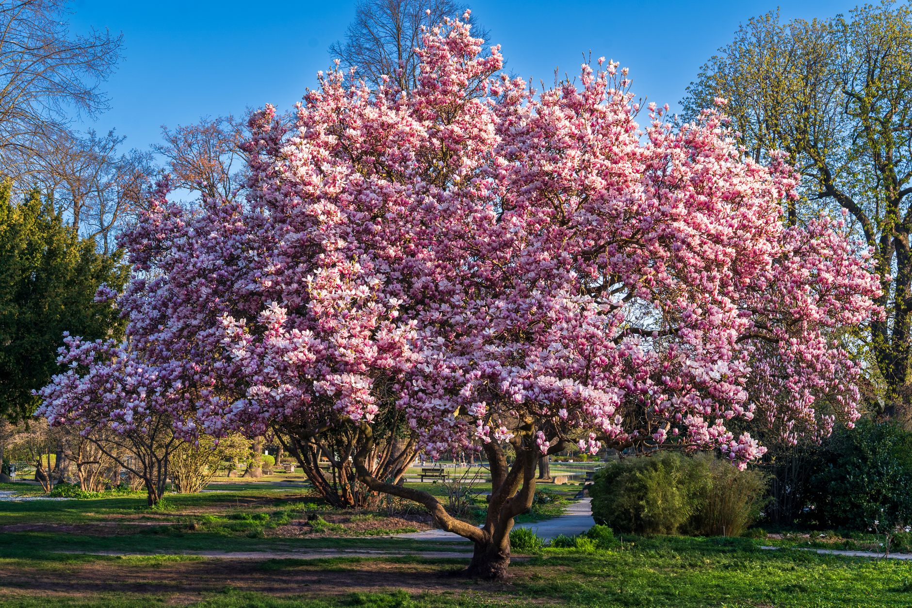 Bäume für den Neubaugarten: Hausbaum & kleine Bäume richtig wählen