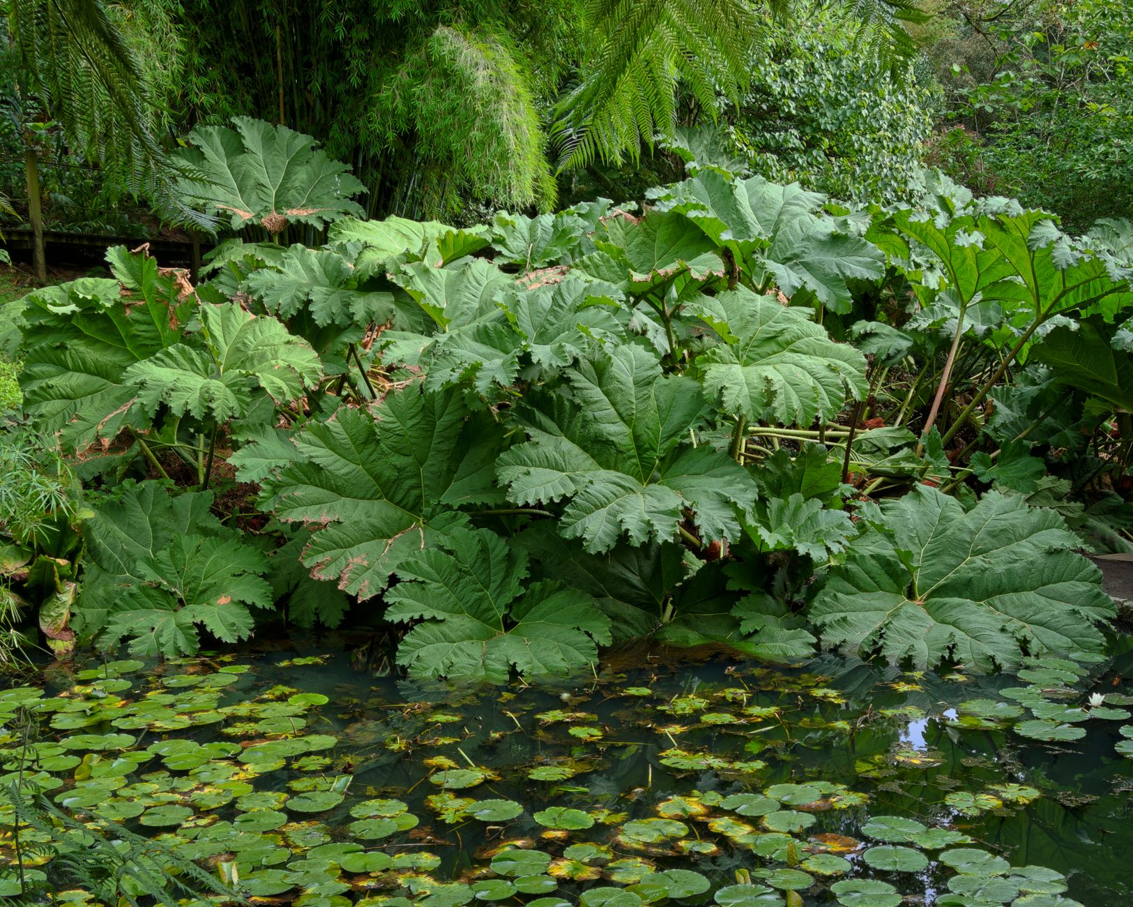 Naturpool & Schwimmteich beim Hausbau planen: Vergleich, Kosten & Tipps